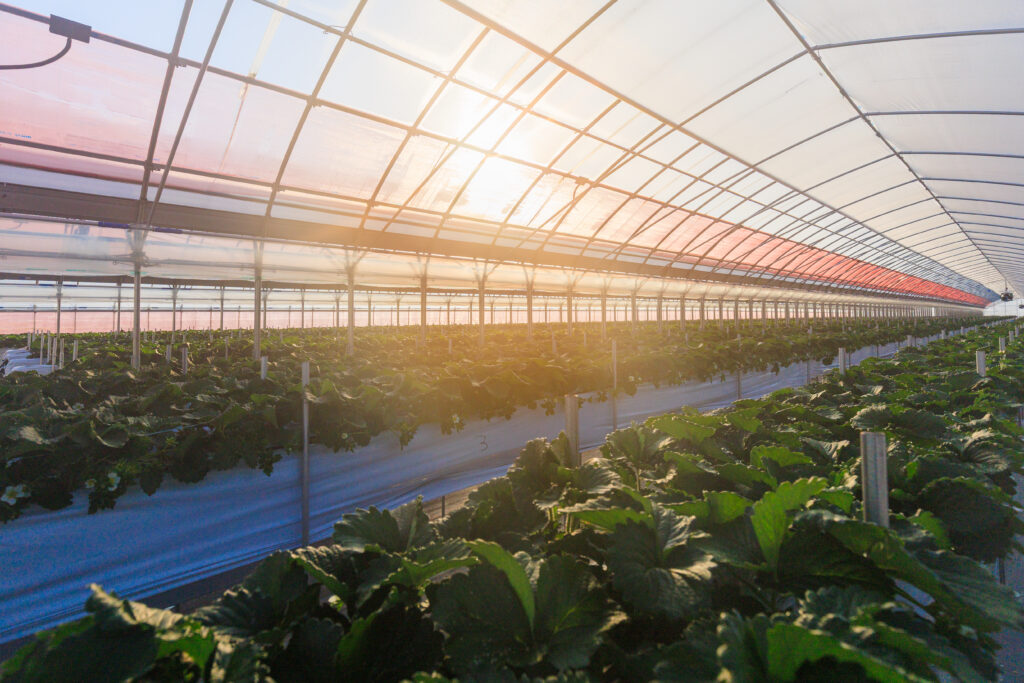 古都華を育てているハウスに朝日が差し込んでいる写真。朝採りいちごを皆さんに届けるために朝日が差し込む時に収穫を始めます。