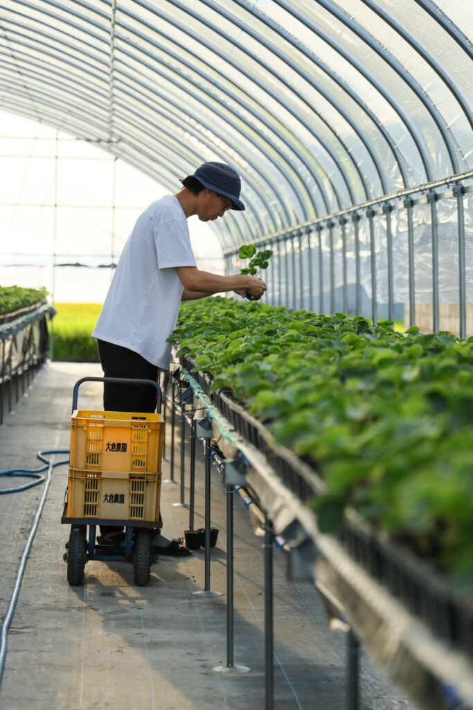 日々の作業風景。古都華の株ひとつひとつと向き合う、いちごカゾク代表の大倉博司。奈良県田原本町の気候を把握しながら丁寧に作業を進めています。