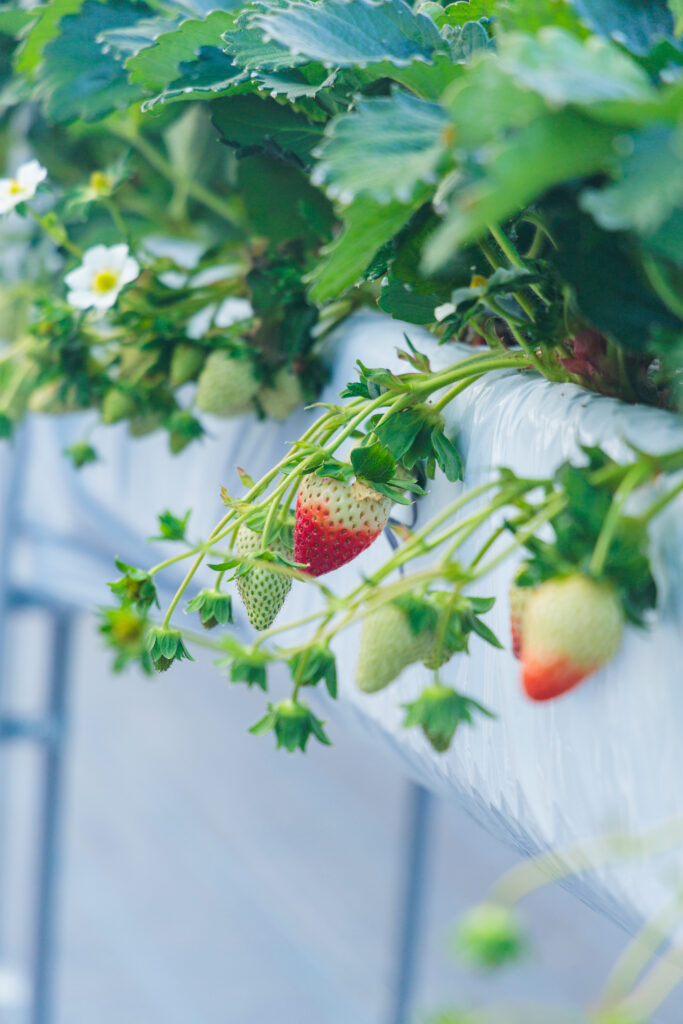 今回ご紹介するのは少しずつ赤く色づきはじめたいちごの様子。
本格的な出荷は年始からを予定していますが
急がずいちごの声を聞きながら味がしっかりのるのを待っています。
直売所で手に取っていただく瞬間までいちごの価値を下げないこと。
それがいちごカゾクの考える**「直売所のいちご」**です。