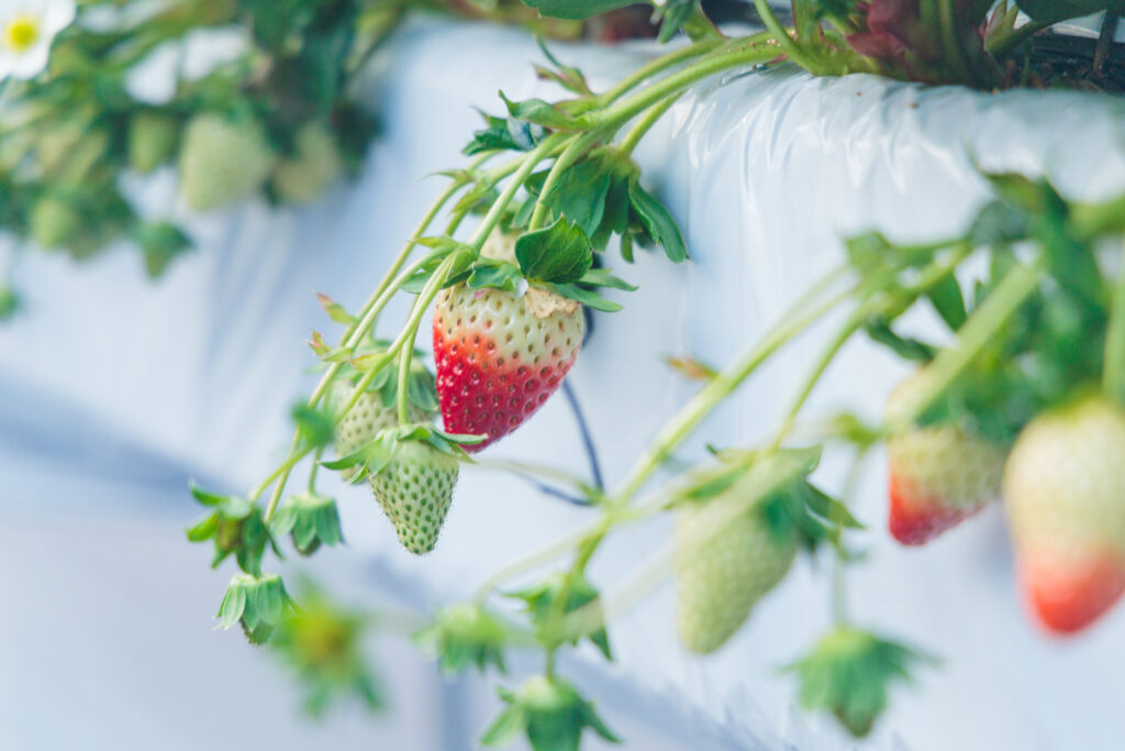 奈良県田原本町のいちご直売所 いちごカゾクで育つ古都華
