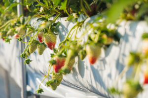 奈良県田原本町のいちご農園で朝日を浴びる古都華