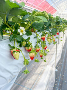 奈良県田原本町のいちご直売所いちごカゾクで育つ古都華が色づき始めた様子