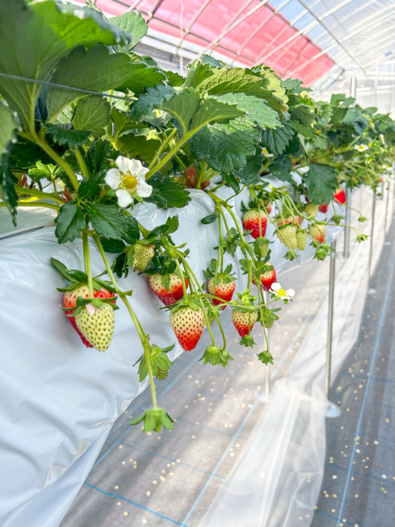 奈良県田原本町のいちご直売所いちごカゾクで育つ古都華が色づき始めた様子