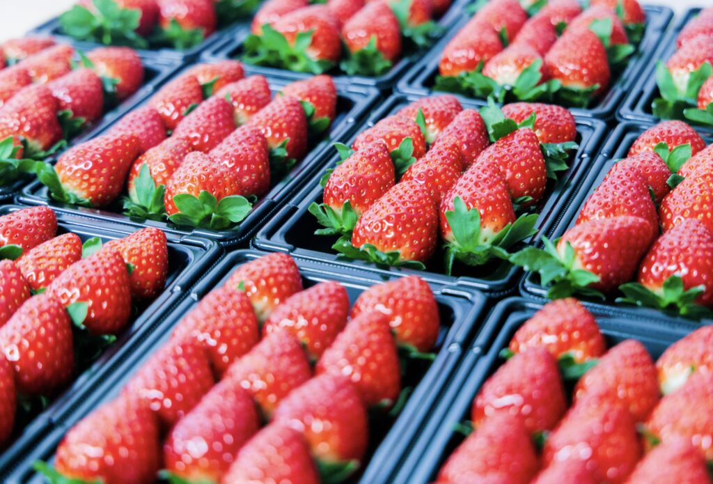 奈良県田原本町でいちごの古都華を専門に直売所を営んでいるいちごカゾクです。その古都華をパック詰めした写真です。本日の朝採り古都華のパックです。