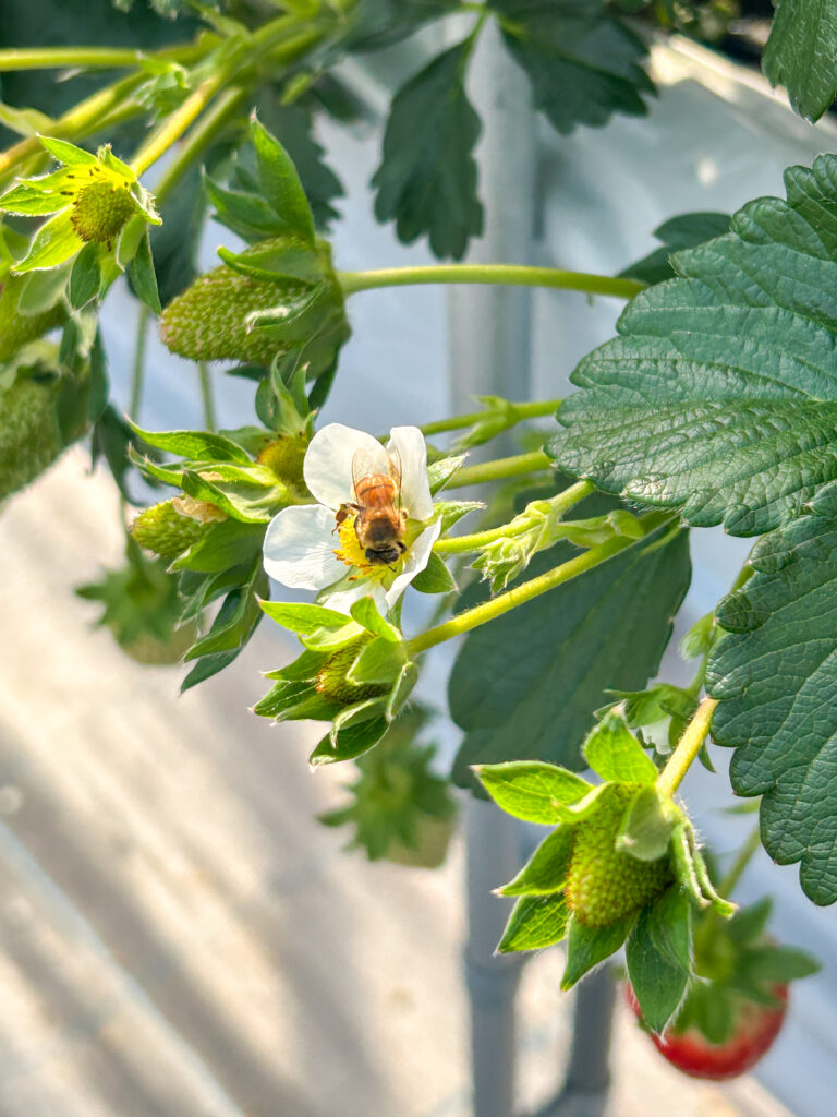 ミツバチと育てる古都華｜大きいいちごが実る季節｜奈良県田原本町 直売所