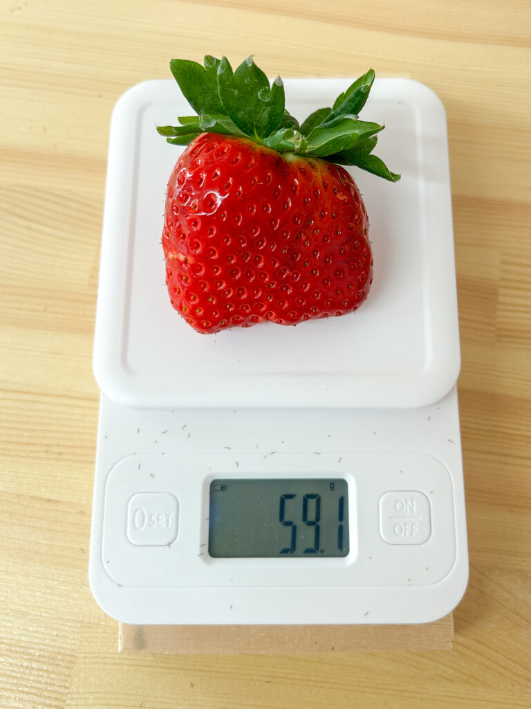 奈良県田原本町のいちご直売所いちごカゾクで収穫した大粒古都華。59.1の今だけ楽しめるサイズです。