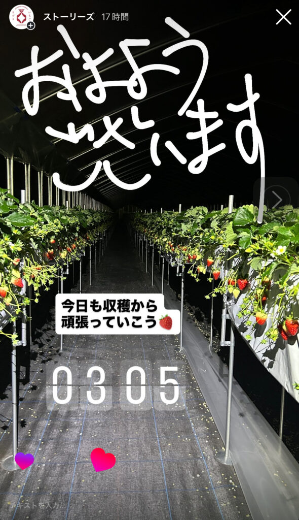 奈良県田原本町のいちご直売所｜朝3時から収穫する古都華