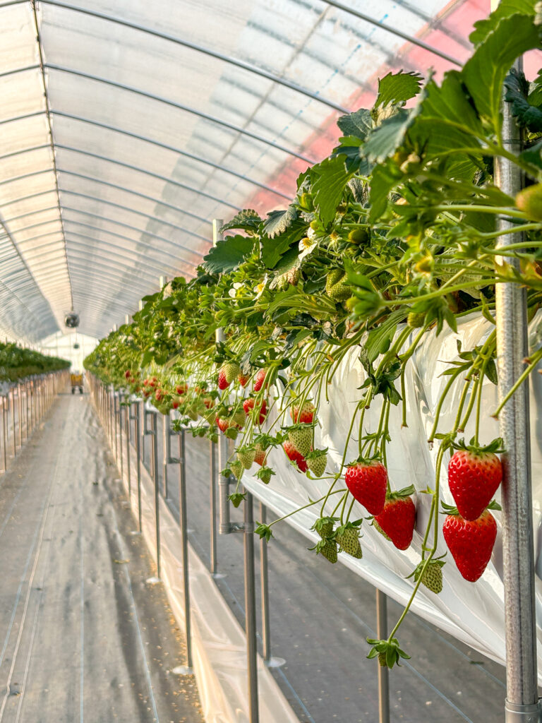 2番果が旬の古都華｜甘さのピークを迎えるいちご｜奈良県田原本町 直売所