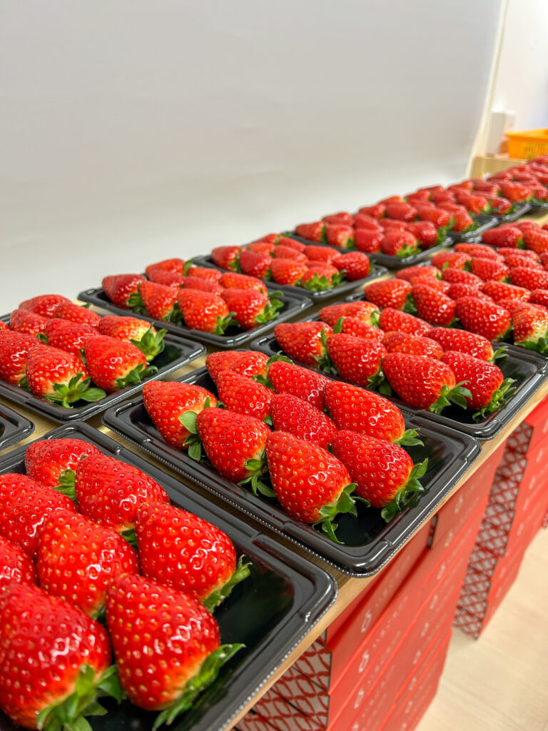 奈良県田原本町の朝採りいちご直売所｜古都華ならいちごカゾク