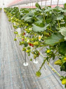 奈良県田原本町のいちご直売所｜端境期のお知らせ｜朝採り古都華｜いちごカゾク