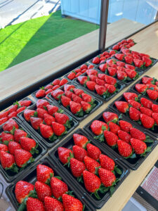 奈良県田原本町 いちご直売所 いちごカゾク 古都華 パック販売