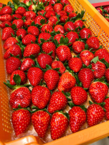 奈良県田原本町 いちご直売所 いちごカゾク 朝採り 古都華 収穫箱
