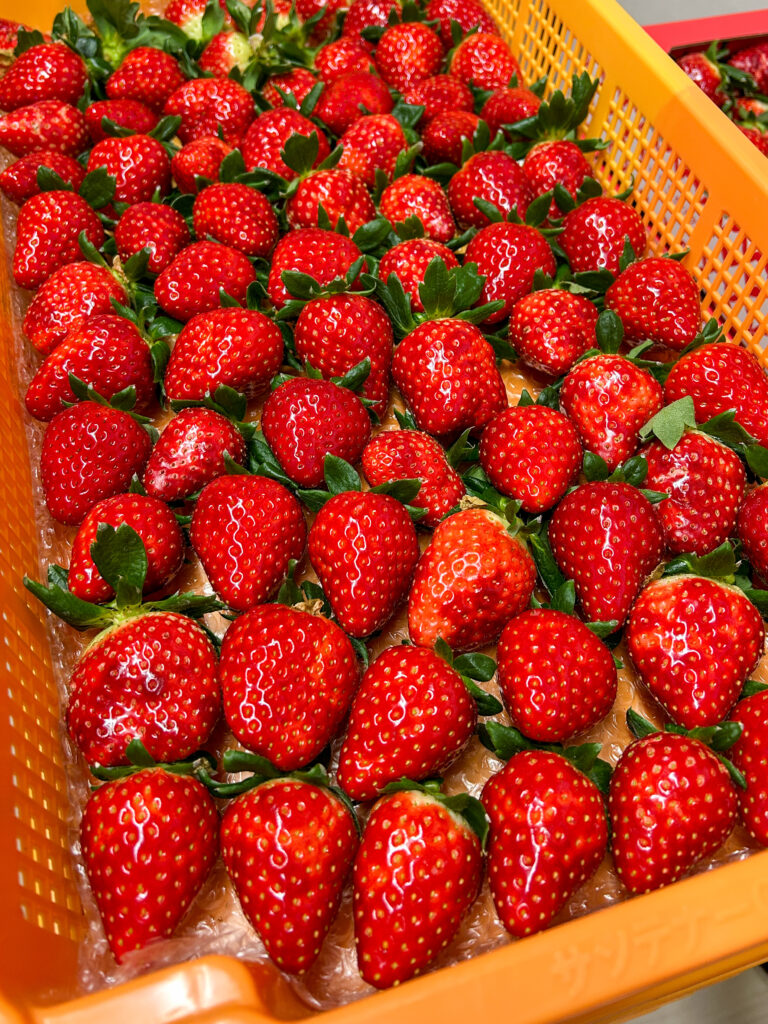 奈良県田原本町 いちご直売所 いちごカゾク 朝採り 古都華 収穫箱