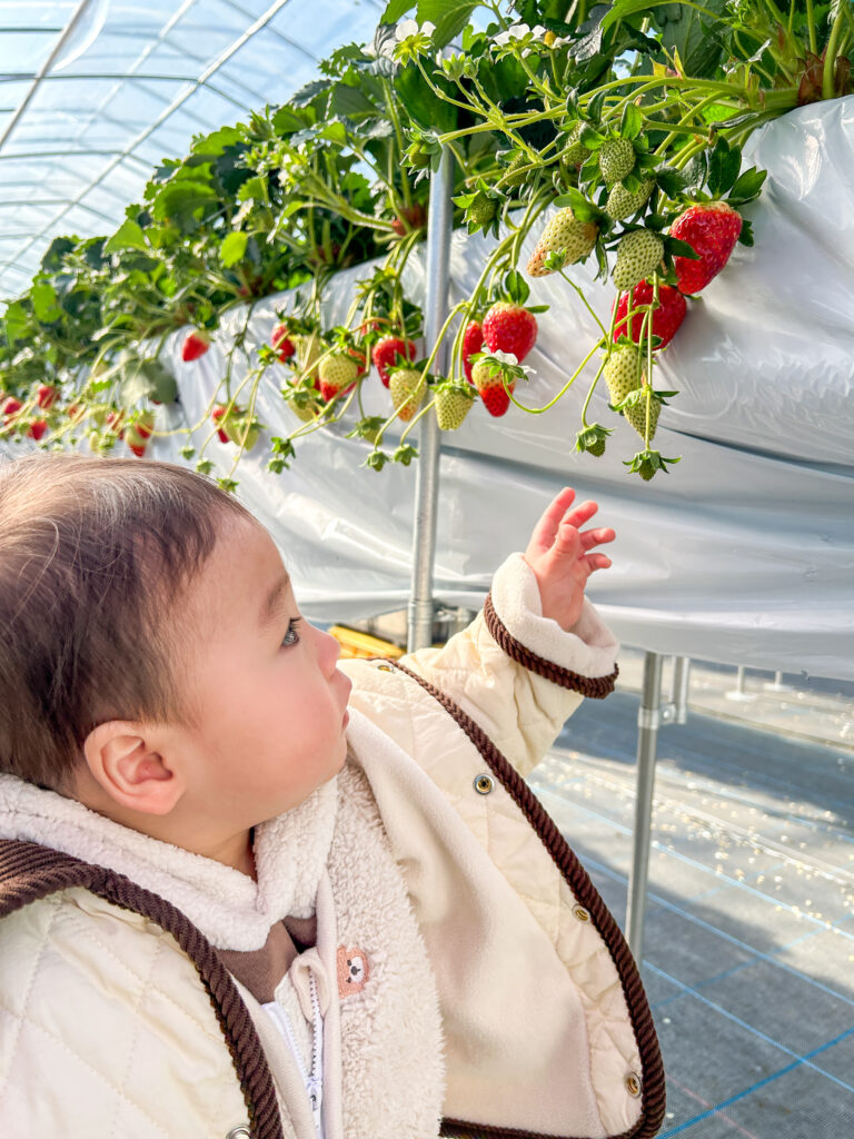 奈良県田原本町のいちごハウスで、赤く色づいた古都華を見て喜ぶ1歳半の子ども。いちご直売所いちごカゾクの日常です。