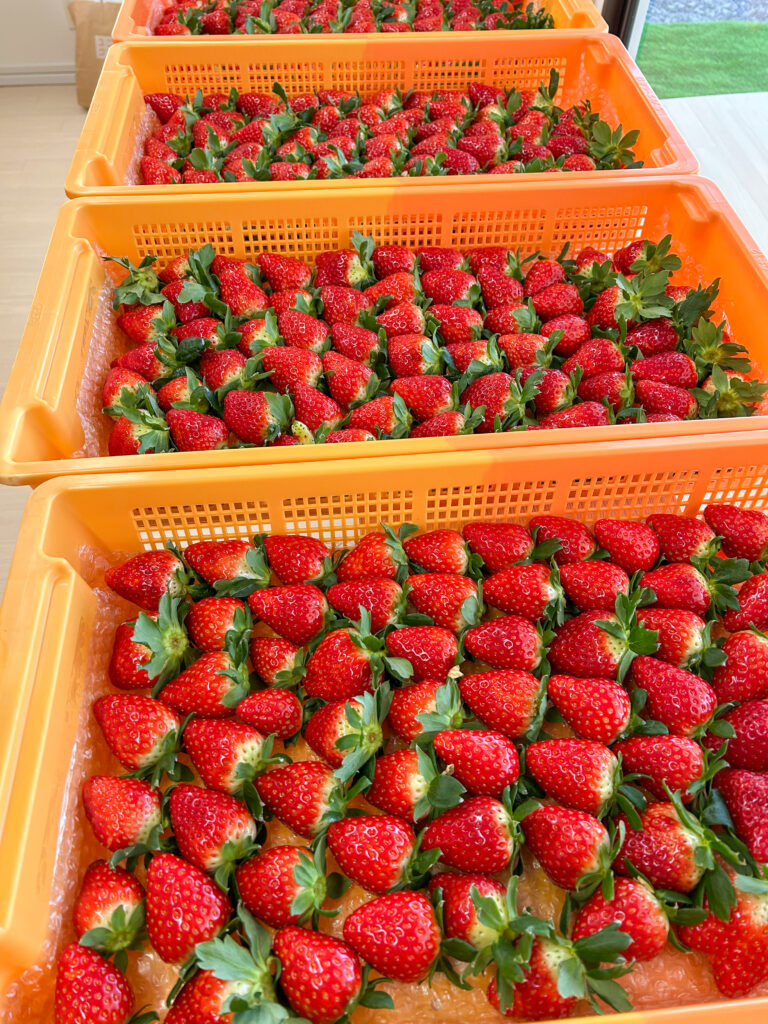 奈良県田原本町 いちご直売所 いちごカゾク 朝採り 古都華 収穫