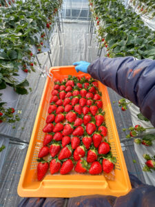 奈良県田原本町 いちご直売所 いちごカゾク 朝採り 古都華 収穫