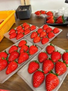 ご予約対応の朝採り古都華 贈答用ユリカーゴパック 奈良県田原本町いちご直売所｜いちごカゾク