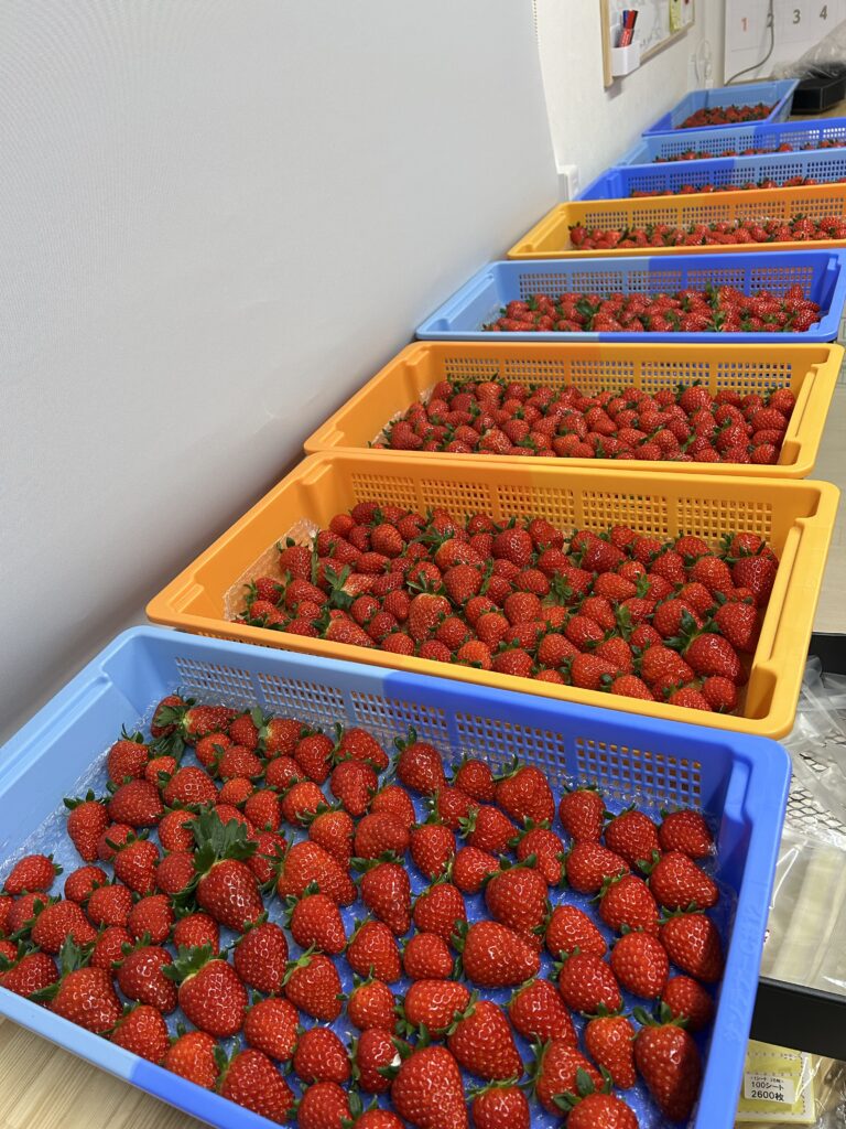 2月が一番甘い朝採り古都華｜奈良県田原本町 いちご直売所 いちごカゾク