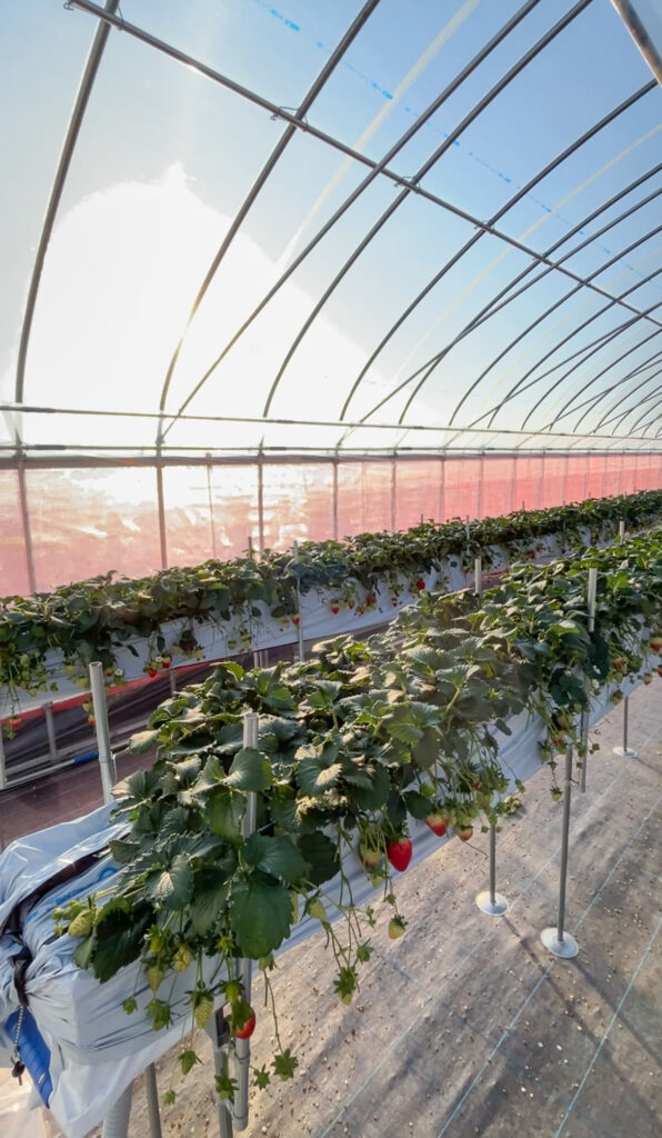 朝日が差し込むいちごハウス｜奈良県田原本町 いちごカゾク