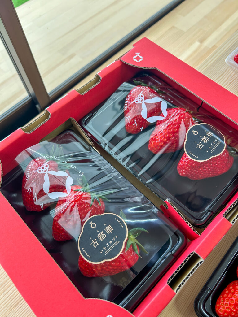 2番の頂花が最盛期｜一年で最も大粒の古都華が味わえる季節【いちごカゾク｜奈良県田原本町】