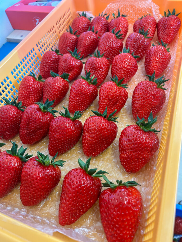 ２番の頂花がピーク｜超大粒 古都華が収穫中【奈良県田原本町 いちごカゾク】