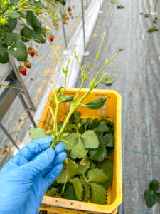 いちご栽培の大切な作業「かんざし取り」｜奈良県田原本町のいちご直売所 いちごカゾク