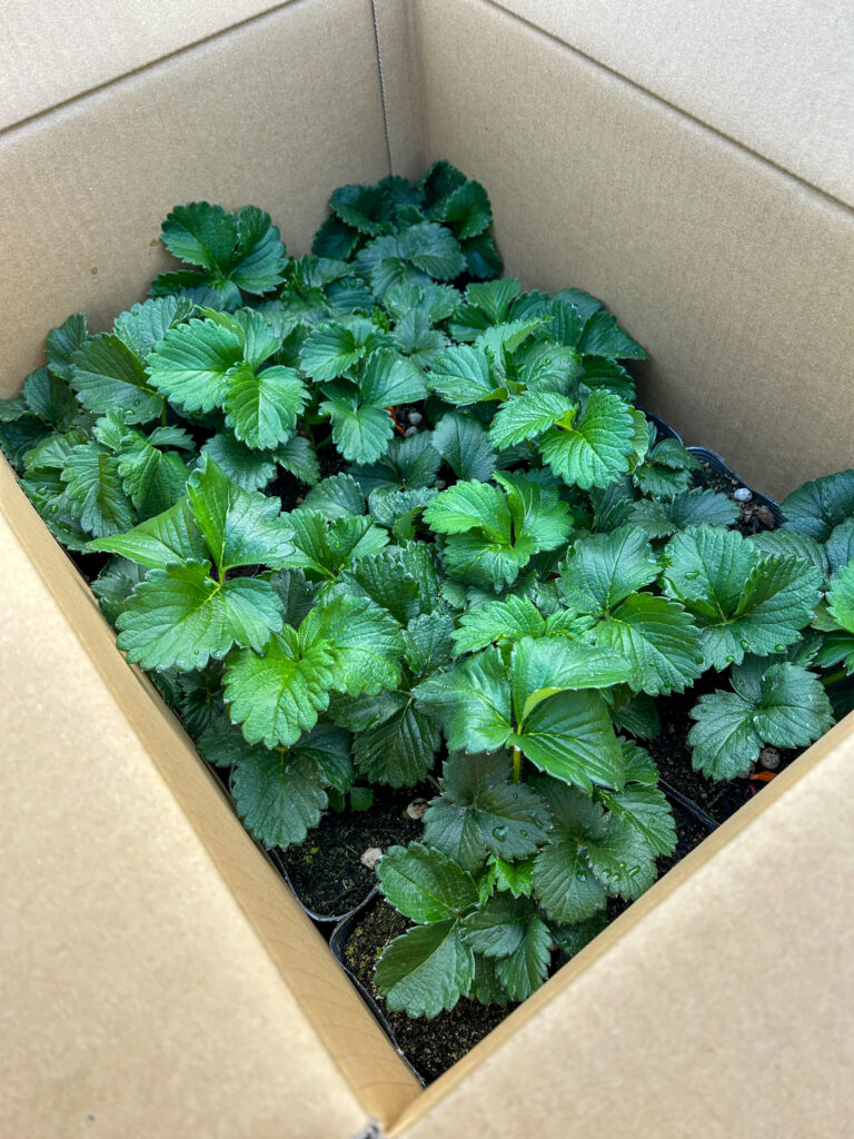 来シーズンのいちご苗づくりがスタート｜親株の植え替え作業【奈良県田原本町 いちごカゾク】