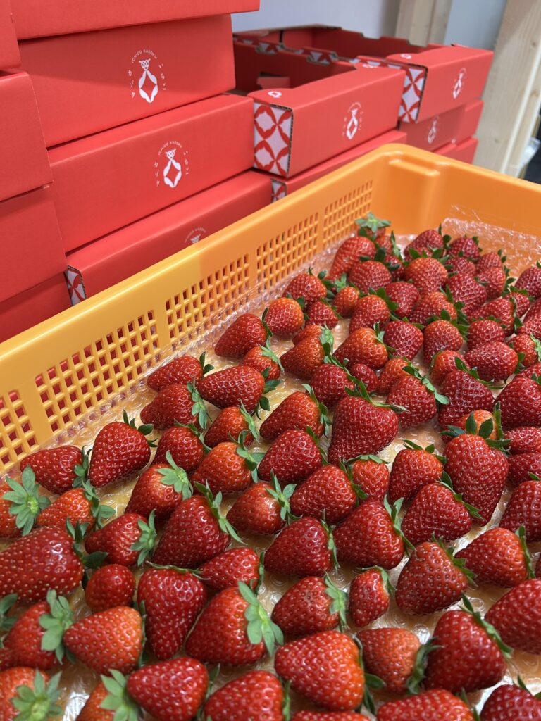 奈良 いちご直売所 GWのご来店ありがとうございました 古都華販売中｜田原本町いちごカゾク